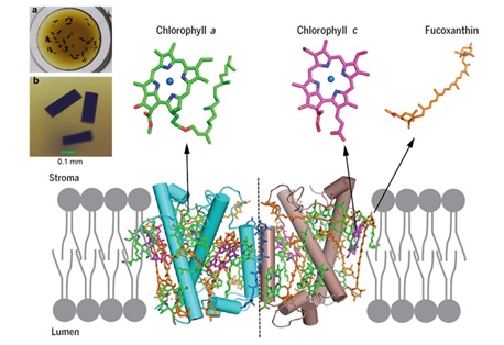 Researchers of IBCAS made great progress in the study of the structure of diatom