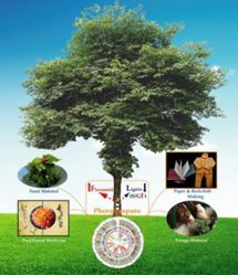 The paper mulberry coevolved with soil microbes to humanity's benefit