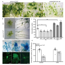 昆明植物所研究揭示菌根起源基因参与苔藓干细胞与配子体发育