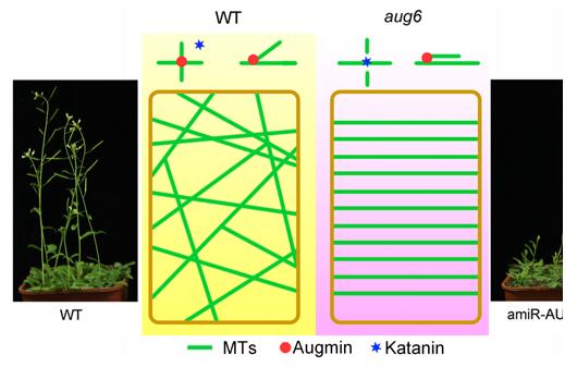 我国科学家在细胞骨架调控植物细胞形态建成领域再获重要进展