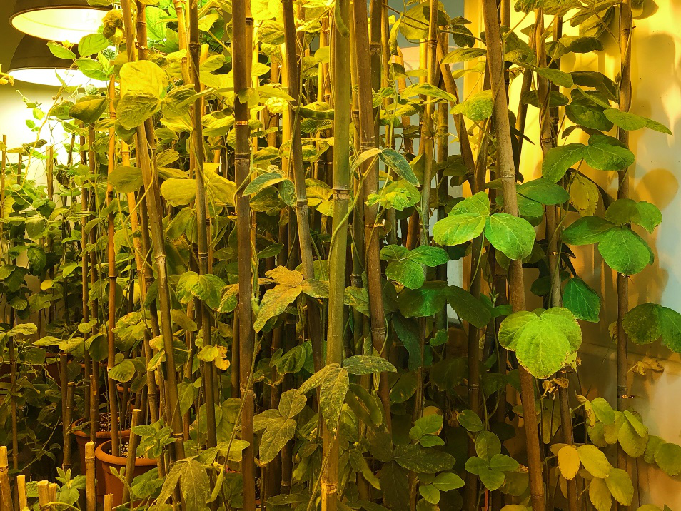 为什么豆科植物能与根瘤菌共生固氮？中国科学家取得重大发现