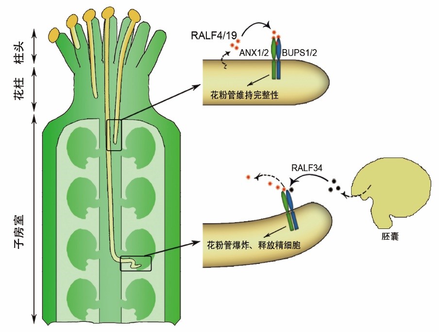 北京大学瞿礼嘉课题组在Science发文揭示植物中调控花粉管细胞完整性与精细胞释放的分子机制