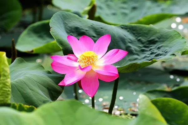 圆明园古莲子首次复活盛开，“沉睡”百年为什么能被“唤醒”？
