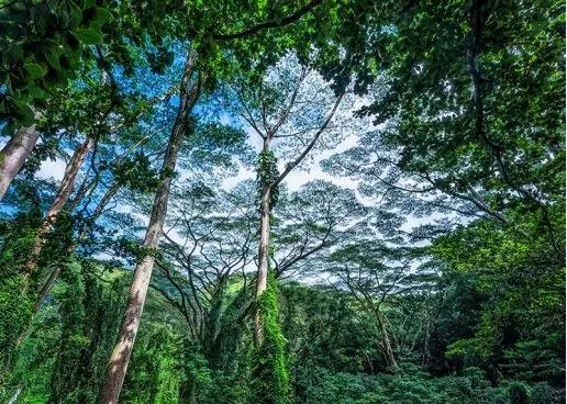 《自然》警告：植物正在以惊人的速度灭绝