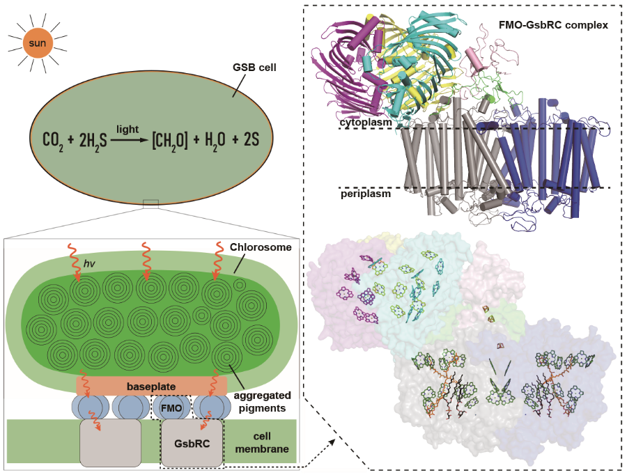 植物所与浙江大学合作解析绿硫细菌光合作用反应中心复合物冷冻电镜结构
