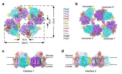 北京大学赵进东院士与高宁教授课题组合作解析丝状蓝细菌中光系统I四聚体超高分辨结构