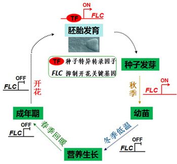 逆境中心何跃辉研究组在植物春化作用的表观遗传机制研究中取得重大进展