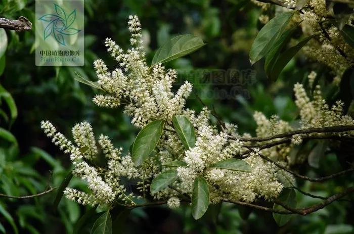 含有“鼠”字的植物，你都了解吗？