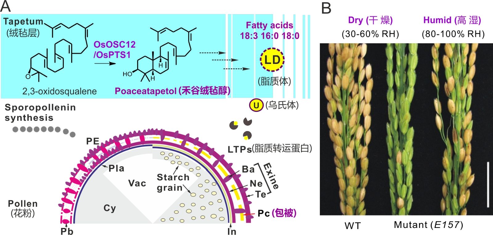 中科院植物所科研人员在水稻萜类代谢调控新型湿敏雄性不育方面取得重要进展